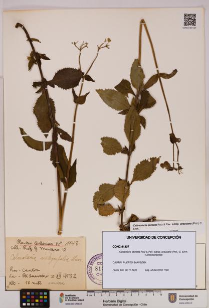 Calceolaria dentata subsp. araucana [Espécimen: UDEC:CONC:0081307]