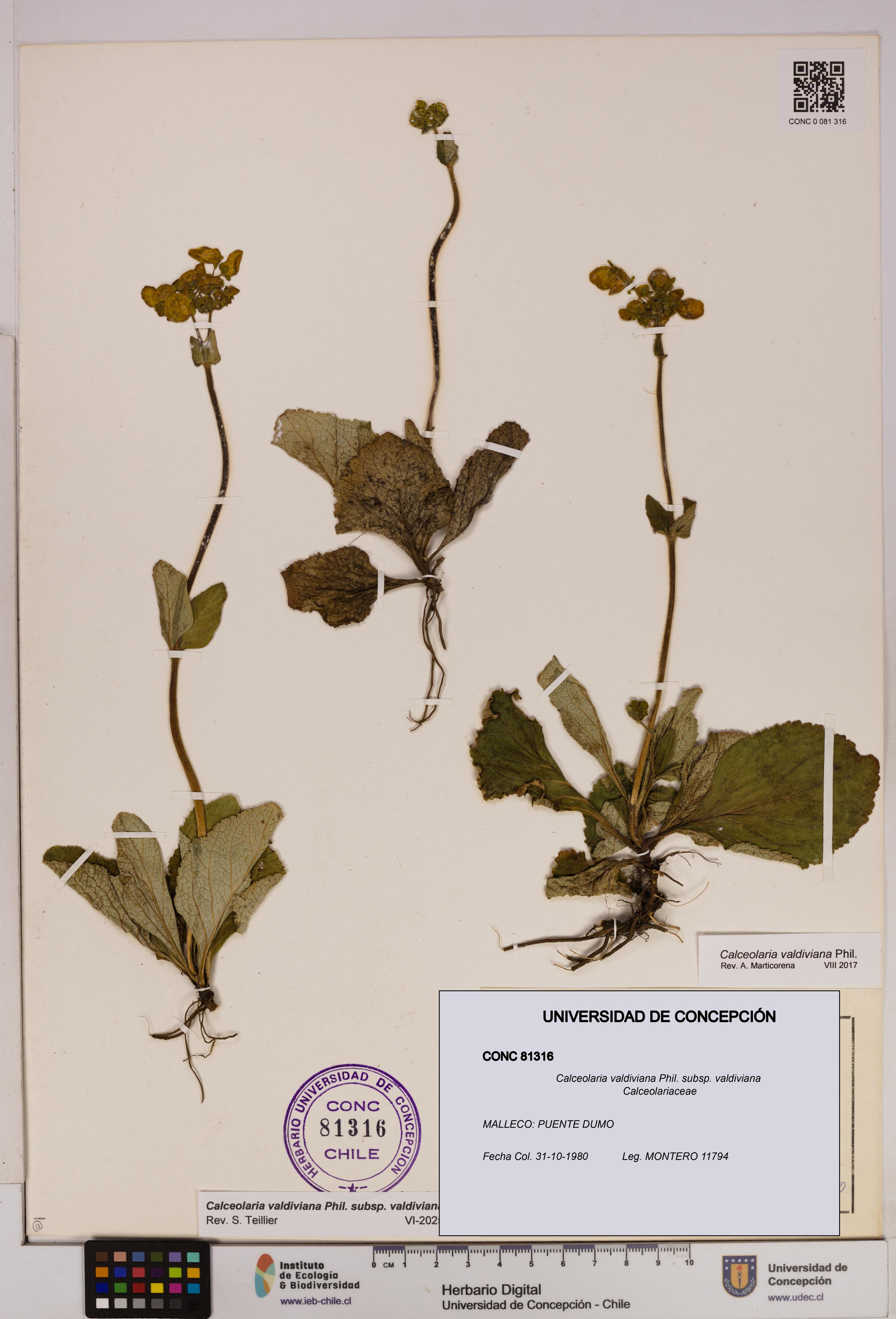 Calceolaria valdiviana subsp. valdiviana [Espécimen: UDEC:CONC:0081316]