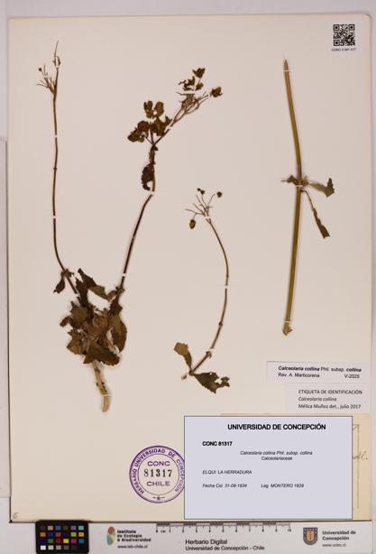 Calceolaria collina subsp. collina [Espécimen: UDEC:CONC:0081317]