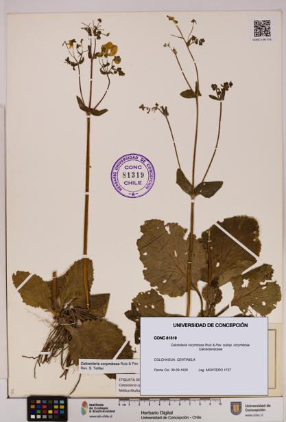 Calceolaria corymbosa [Espécimen: UDEC:CONC:0081319]