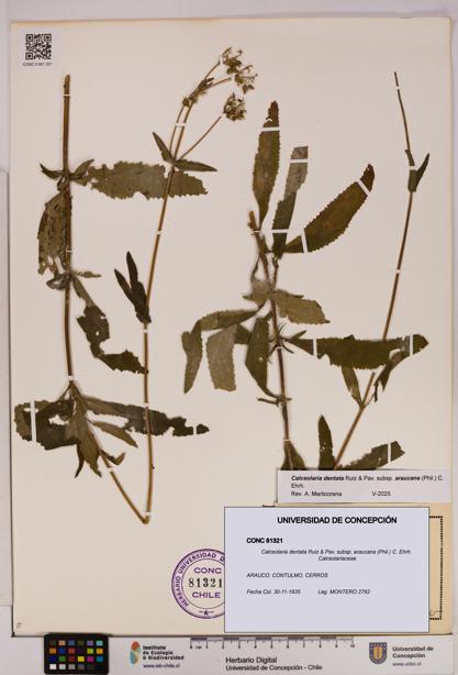 Calceolaria dentata subsp. araucana [Espécimen: UDEC:CONC:0081321]