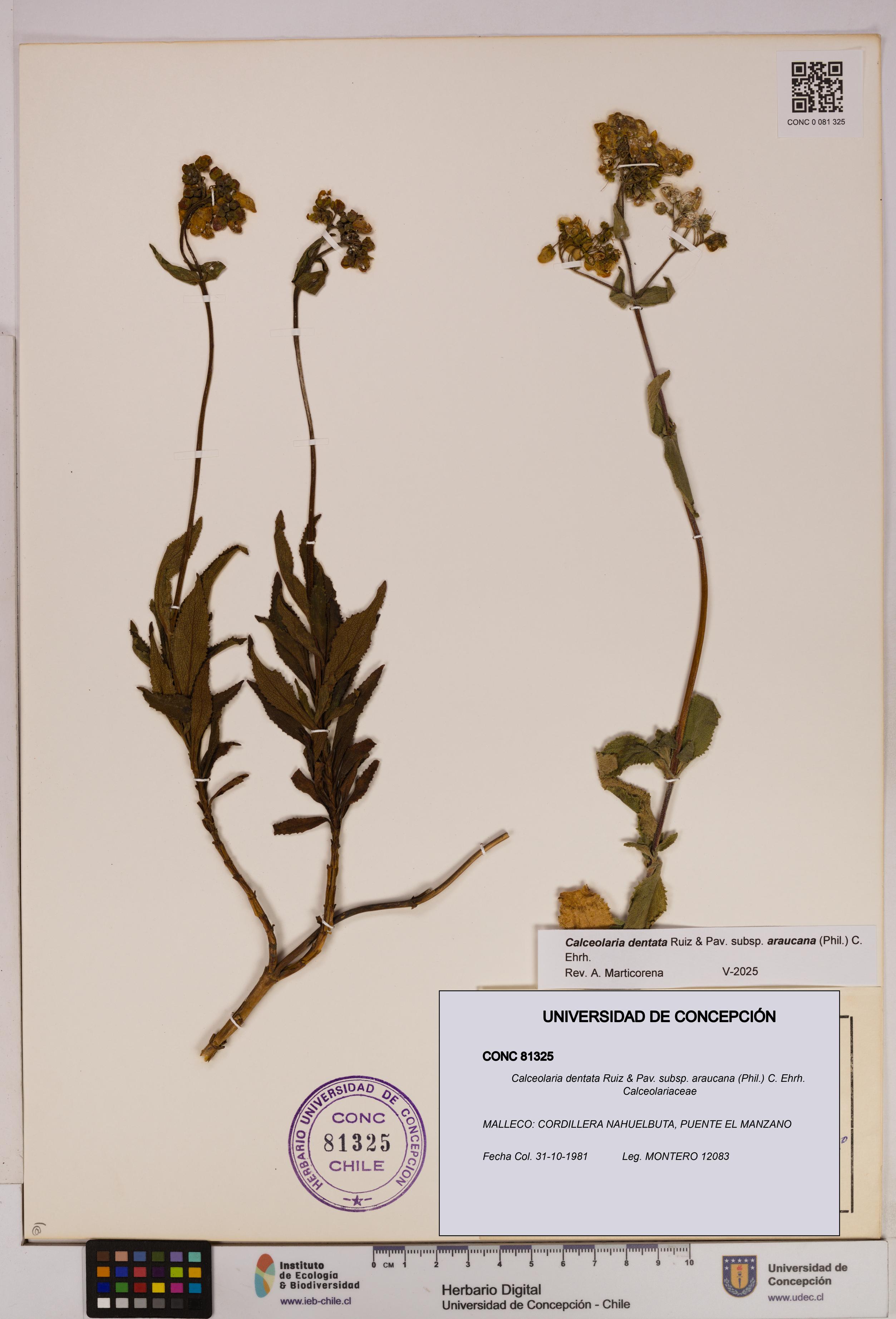 Calceolaria dentata subsp. araucana [Espécimen: UDEC:CONC:0081325]