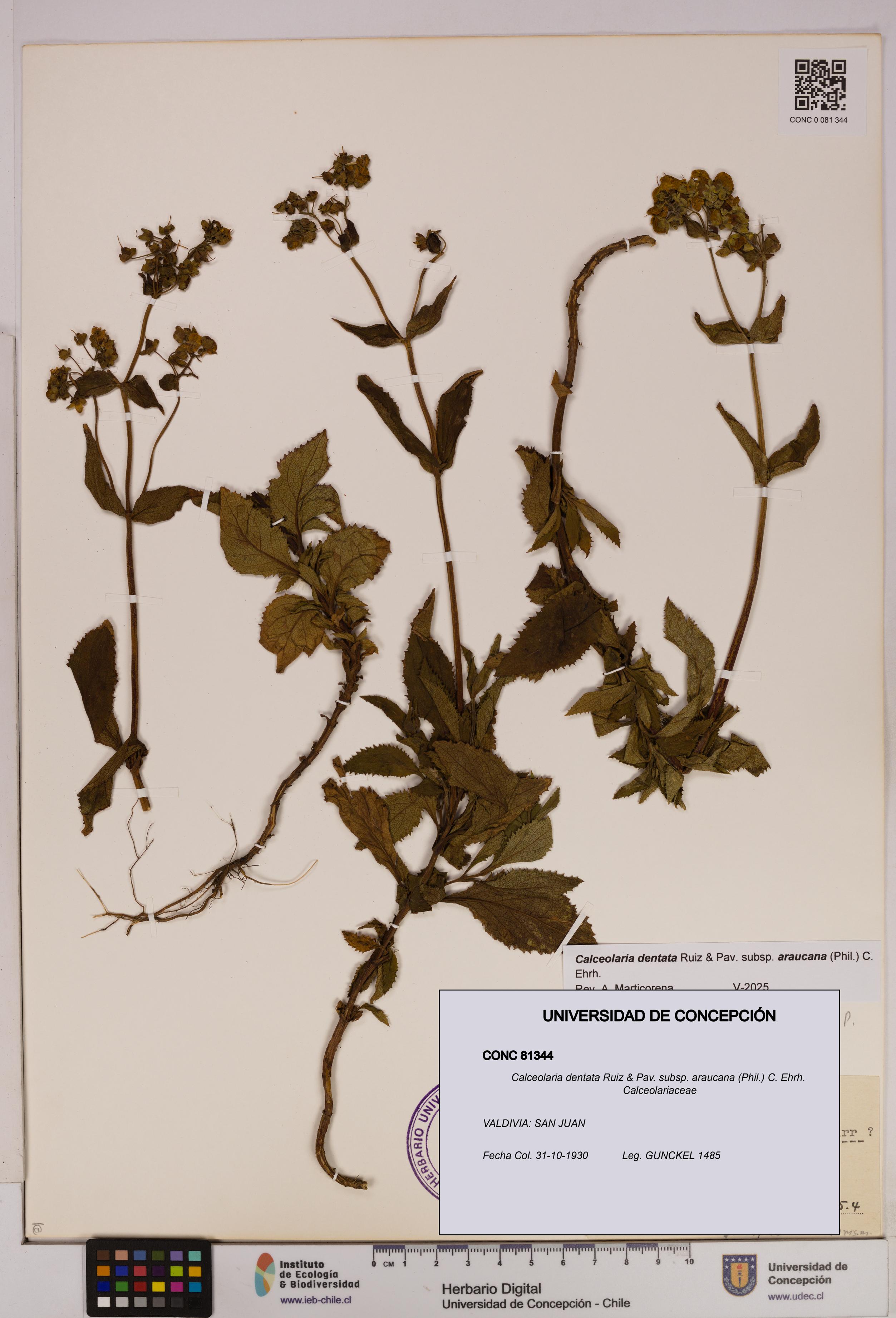 Calceolaria dentata subsp. araucana [Espécimen: UDEC:CONC:0081344]