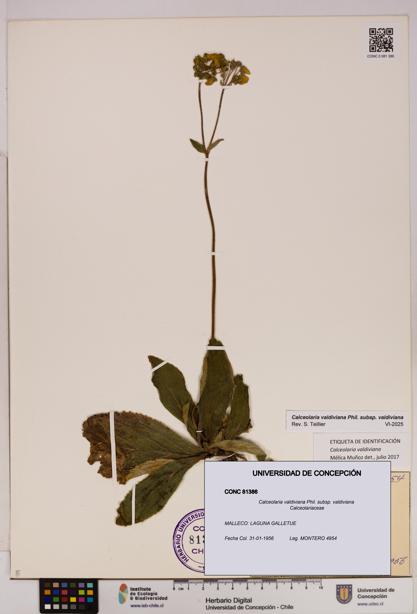 Calceolaria valdiviana subsp. valdiviana [Espécimen: UDEC:CONC:0081386]