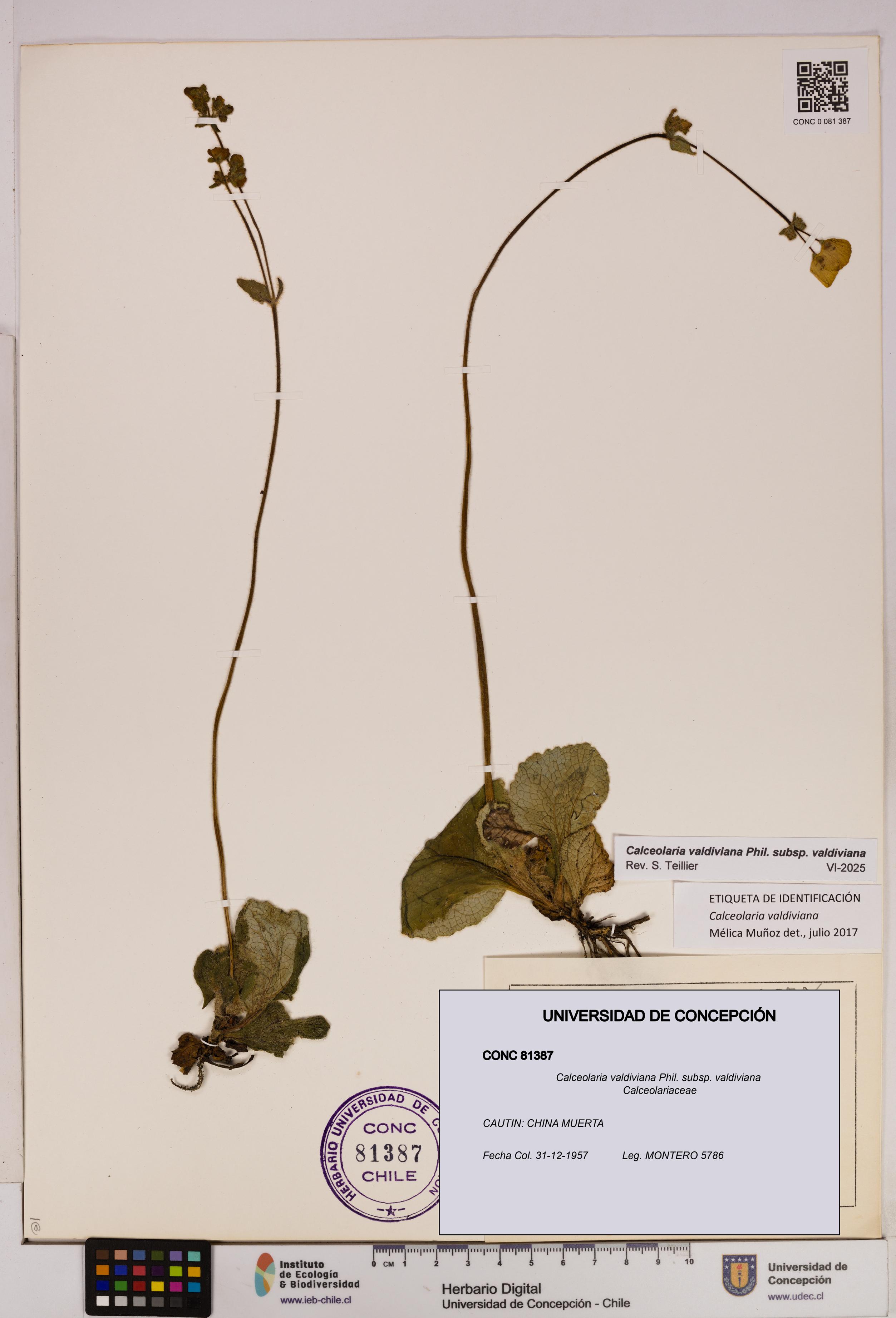 Calceolaria valdiviana subsp. valdiviana [Espécimen: UDEC:CONC:0081387]