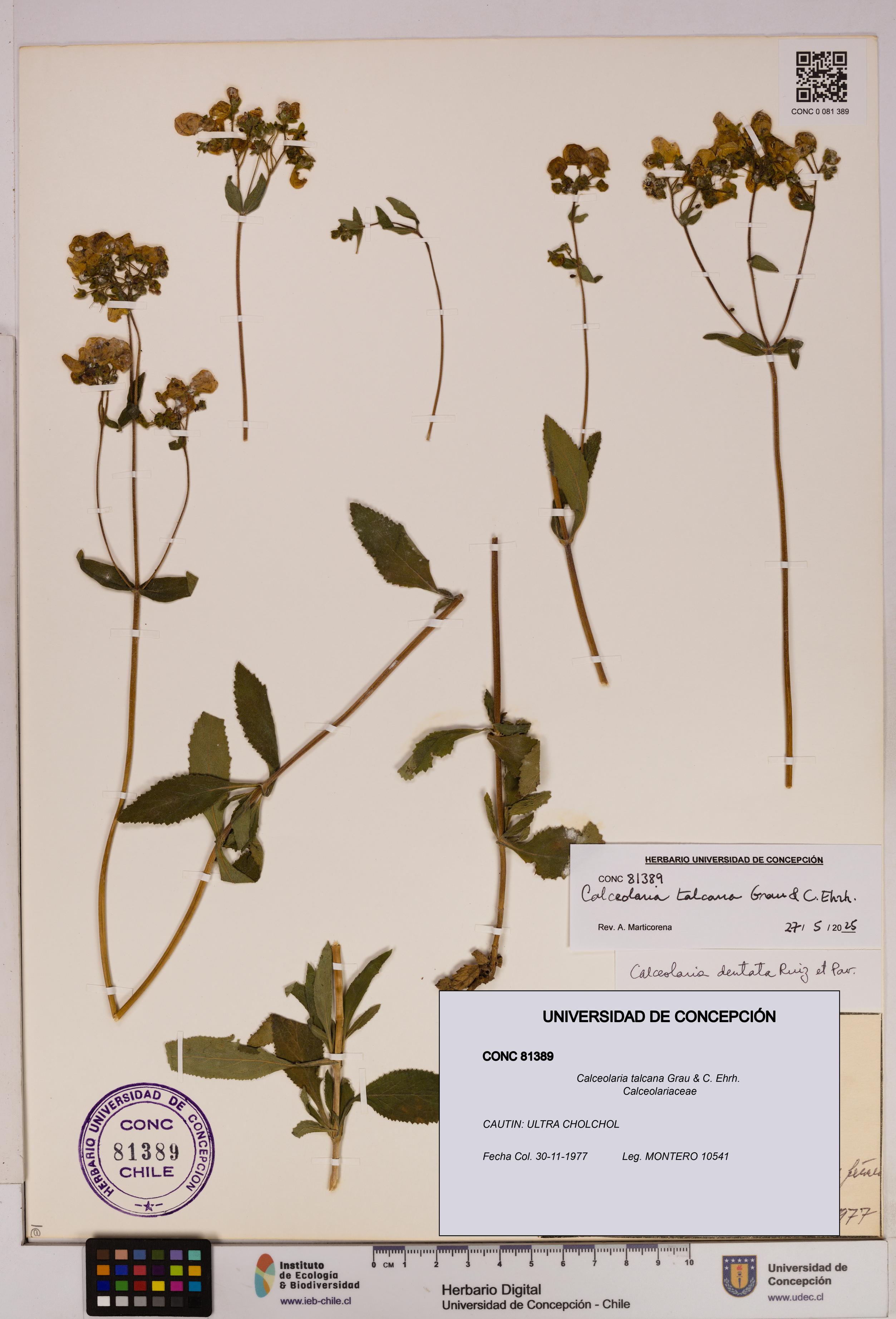 Calceolaria talcana [Espécimen: UDEC:CONC:0081389]