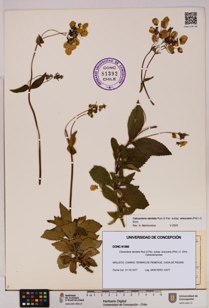 Calceolaria dentata subsp. araucana [Espécimen: UDEC:CONC:0081392]