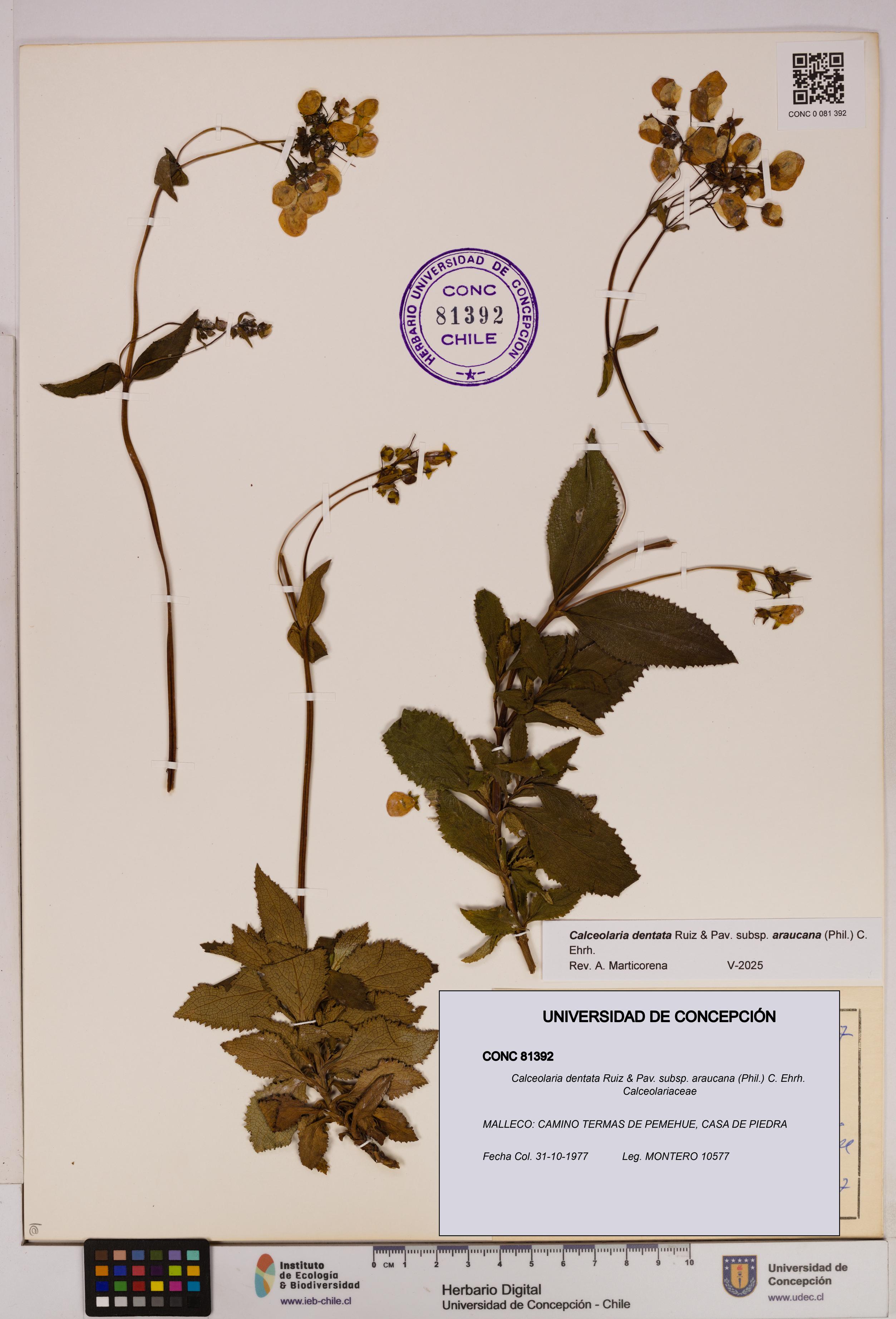 Calceolaria dentata subsp. araucana [Espécimen: UDEC:CONC:0081392]