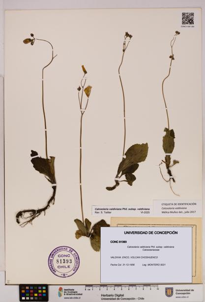 Calceolaria valdiviana subsp. valdiviana [Espécimen: UDEC:CONC:0081393]