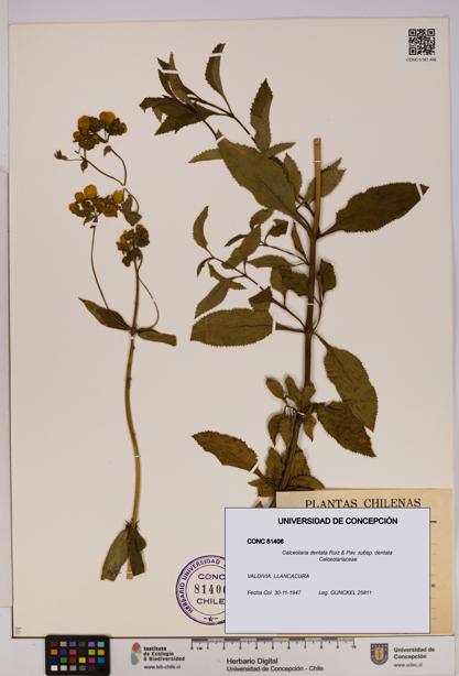 Calceolaria dentata subsp. dentata [Espécimen: UDEC:CONC:0081406]