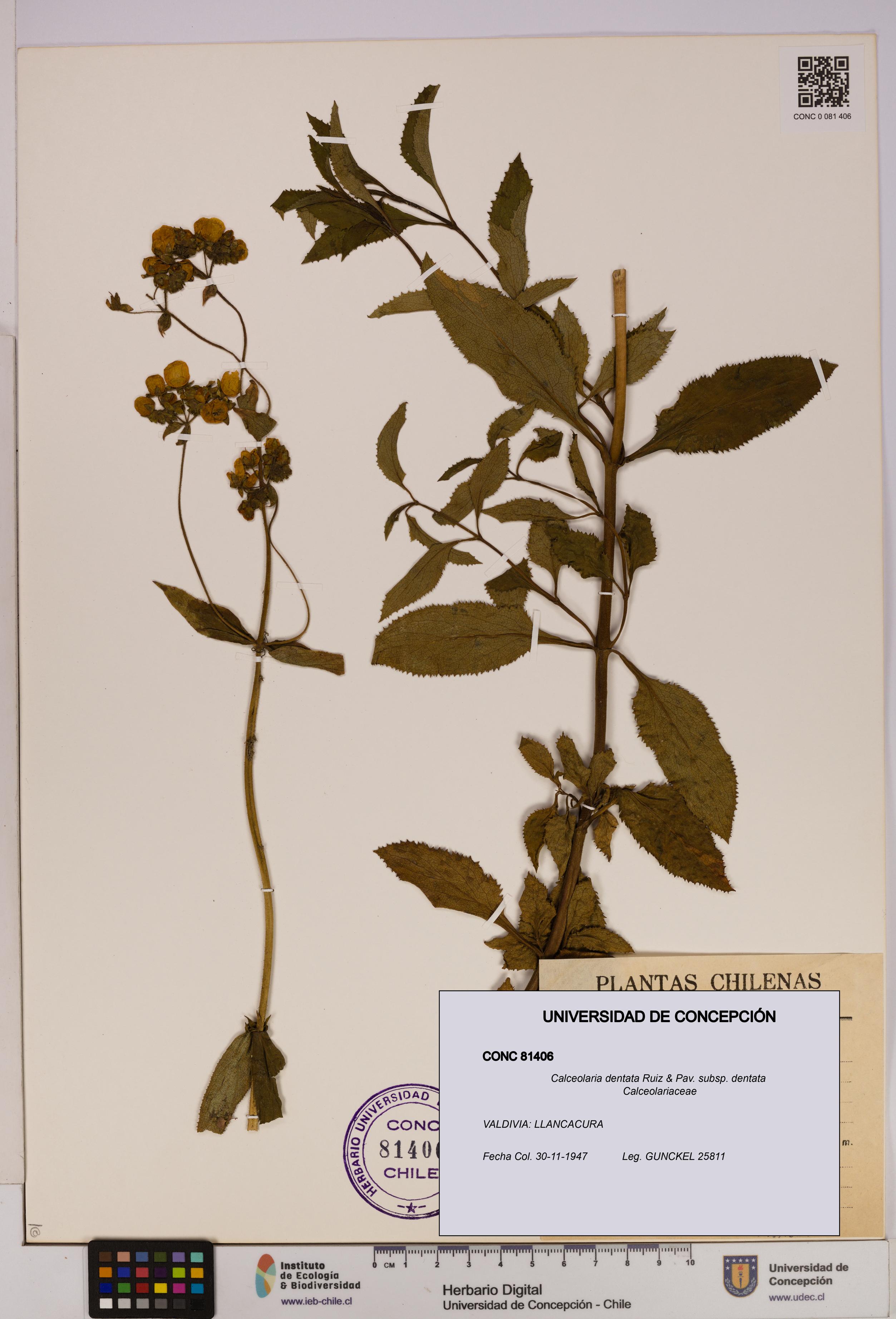 Calceolaria dentata subsp. dentata [Espécimen: UDEC:CONC:0081406]