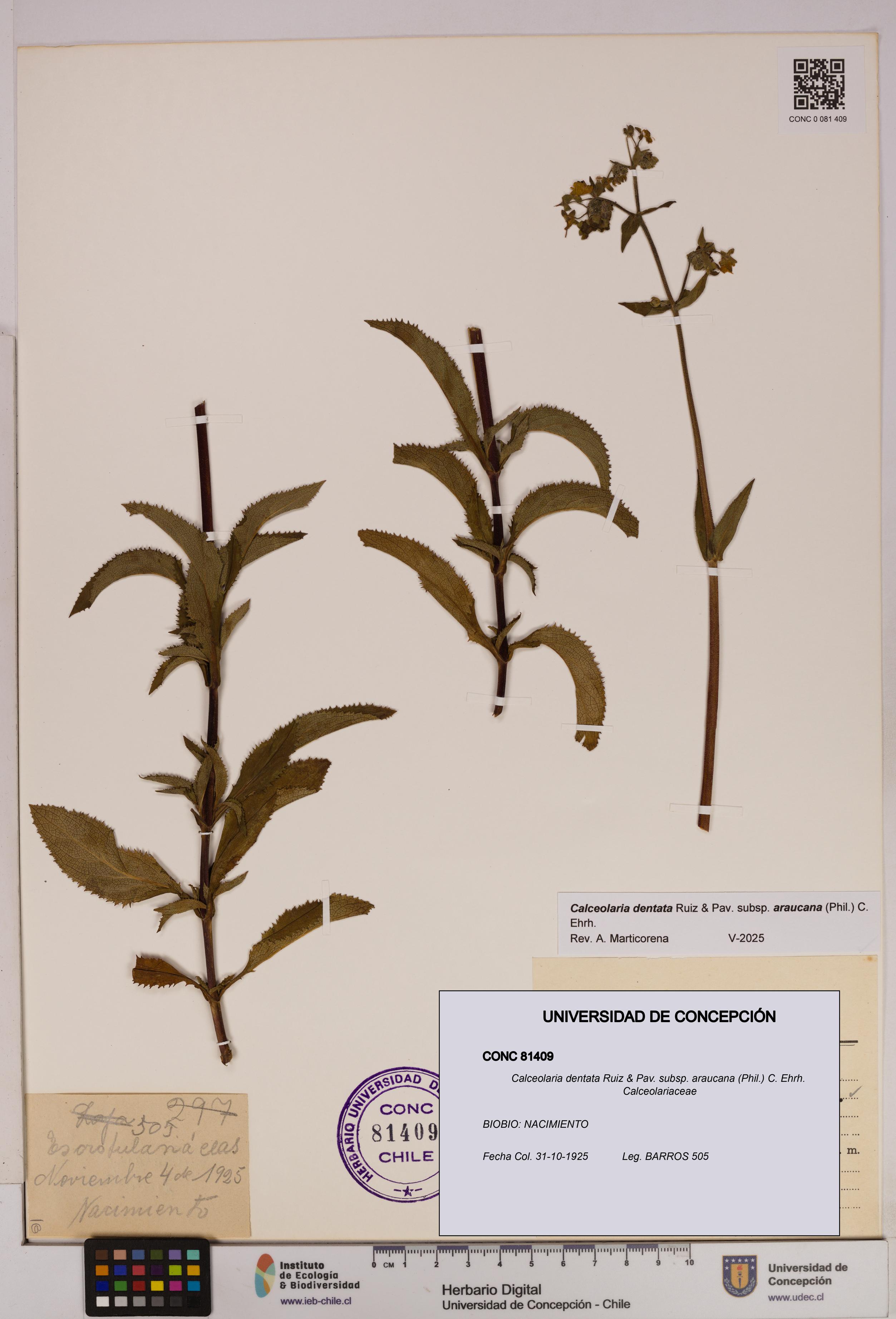 Calceolaria dentata subsp. araucana [Espécimen: UDEC:CONC:0081409]