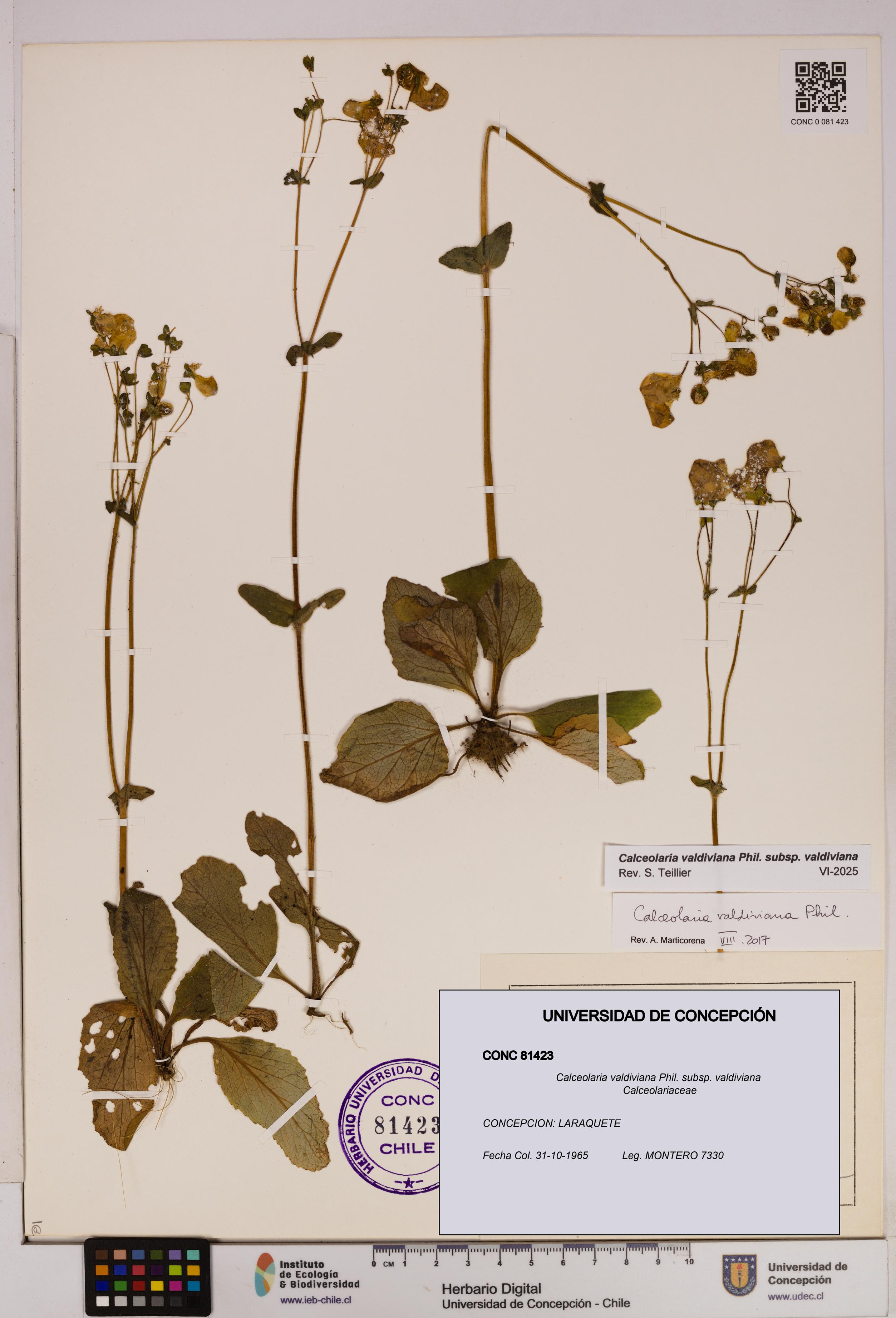 Calceolaria valdiviana subsp. valdiviana [Espécimen: UDEC:CONC:0081423]
