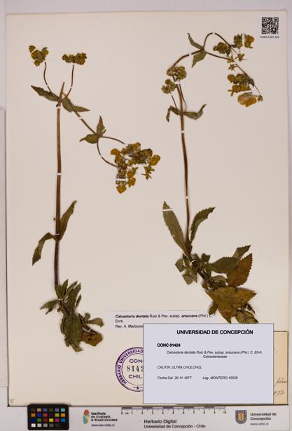 Calceolaria dentata subsp. araucana [Espécimen: UDEC:CONC:0081424]