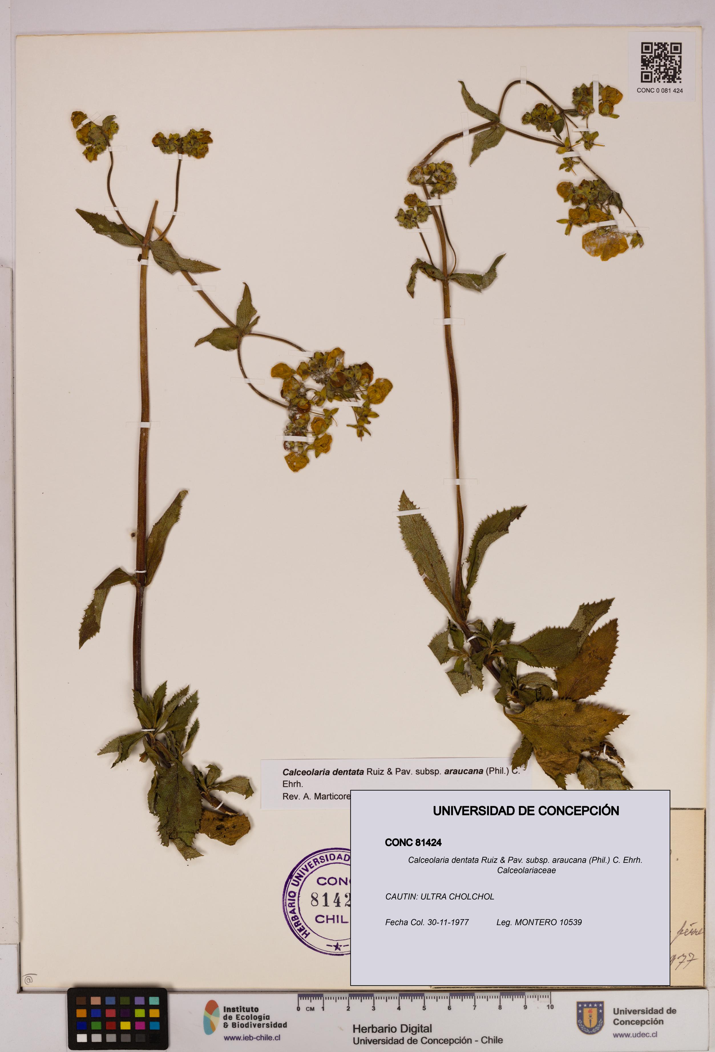 Calceolaria dentata subsp. araucana [Espécimen: UDEC:CONC:0081424]