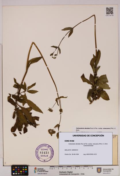Calceolaria dentata subsp. araucana [Espécimen: UDEC:CONC:0081432]