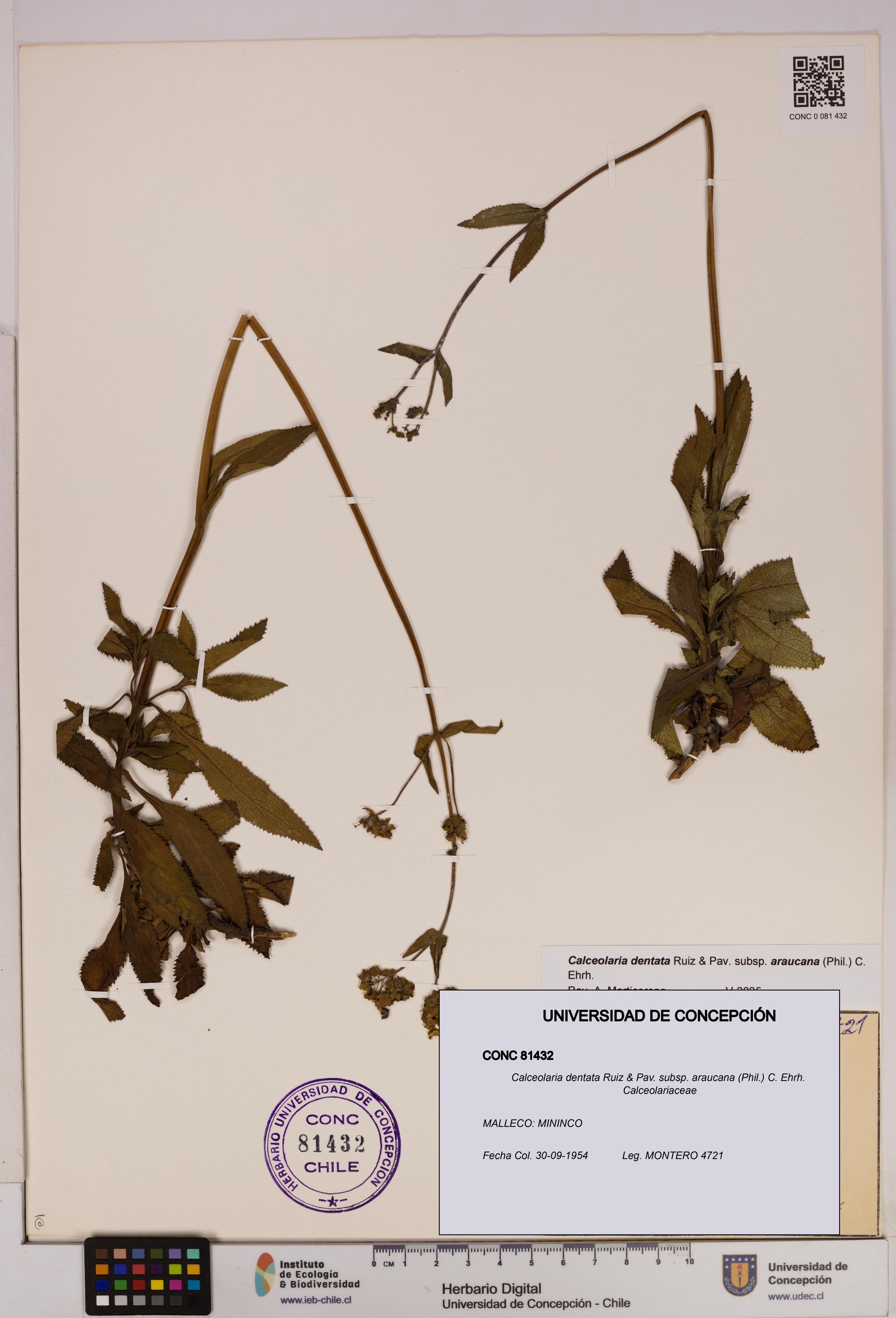 Calceolaria dentata subsp. araucana [Espécimen: UDEC:CONC:0081432]