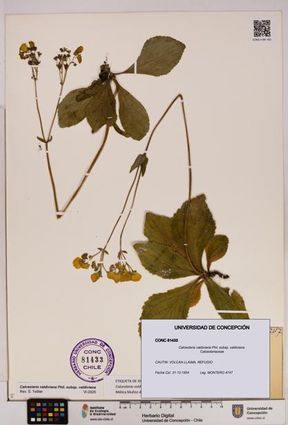 Calceolaria valdiviana subsp. valdiviana [Espécimen: UDEC:CONC:0081433]