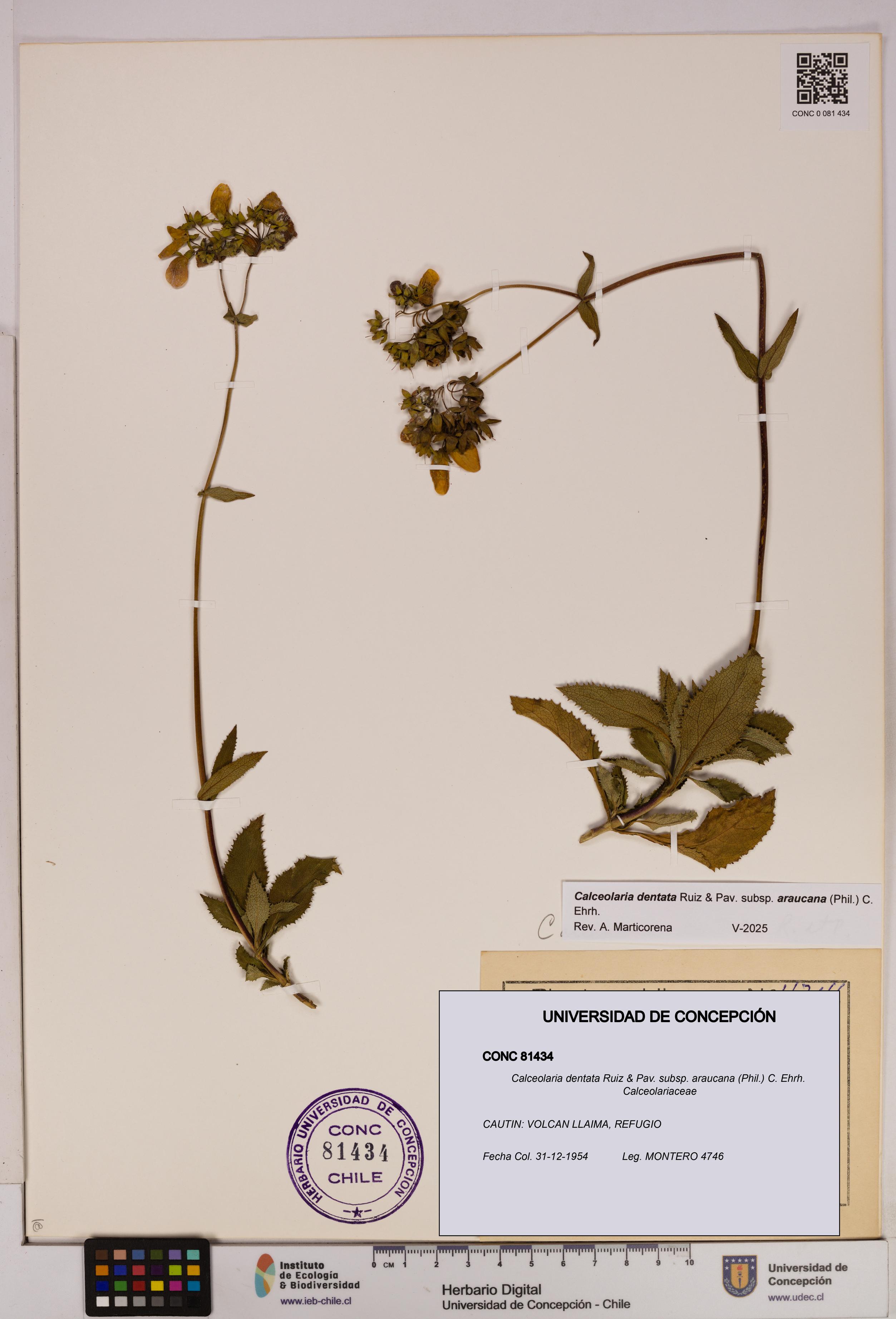 Calceolaria dentata subsp. araucana [Espécimen: UDEC:CONC:0081434]