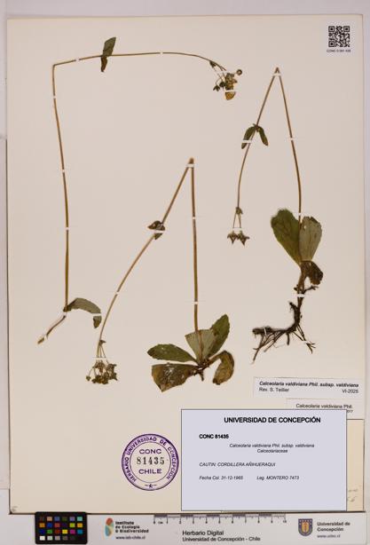 Calceolaria valdiviana subsp. valdiviana [Espécimen: UDEC:CONC:0081435]