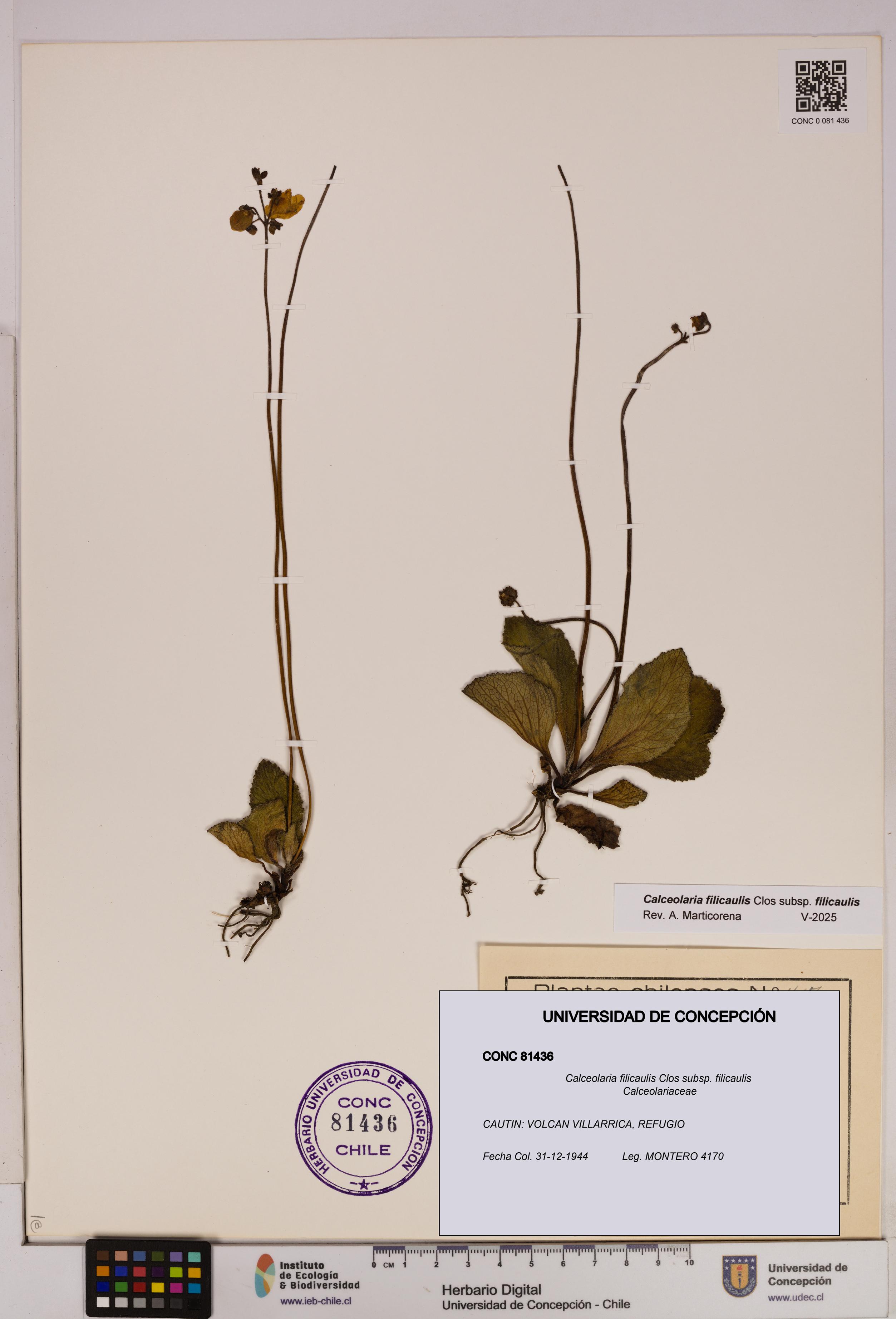 Calceolaria filicaulis subsp. filicaulis [Espécimen: UDEC:CONC:0081436]