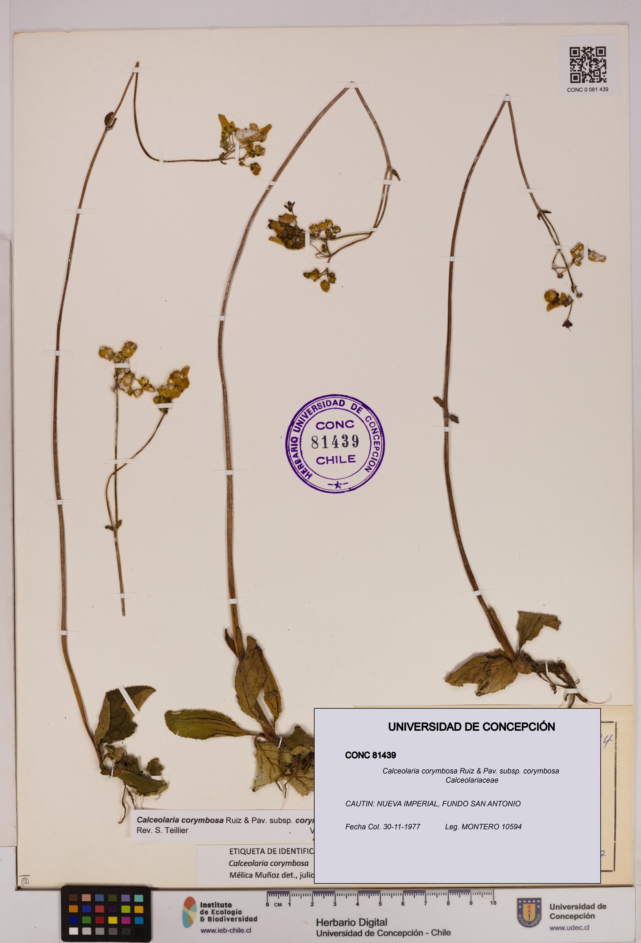 Calceolaria corymbosa [Espécimen: UDEC:CONC:0081439]