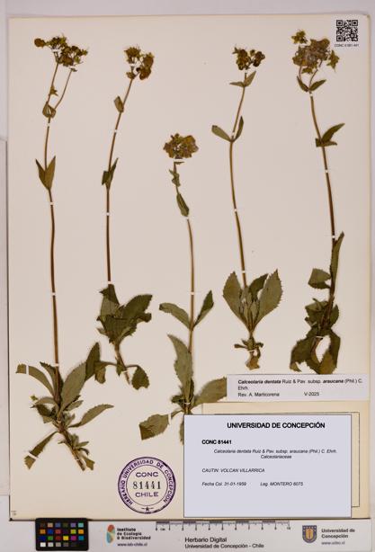 Calceolaria dentata subsp. araucana [Espécimen: UDEC:CONC:0081441]