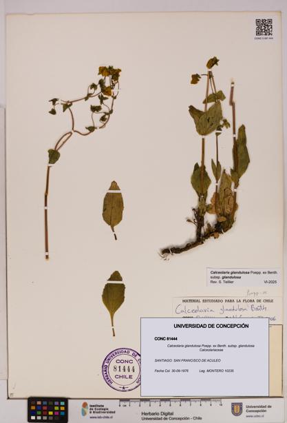 Calceolaria glandulosa [Espécimen: UDEC:CONC:0081444]