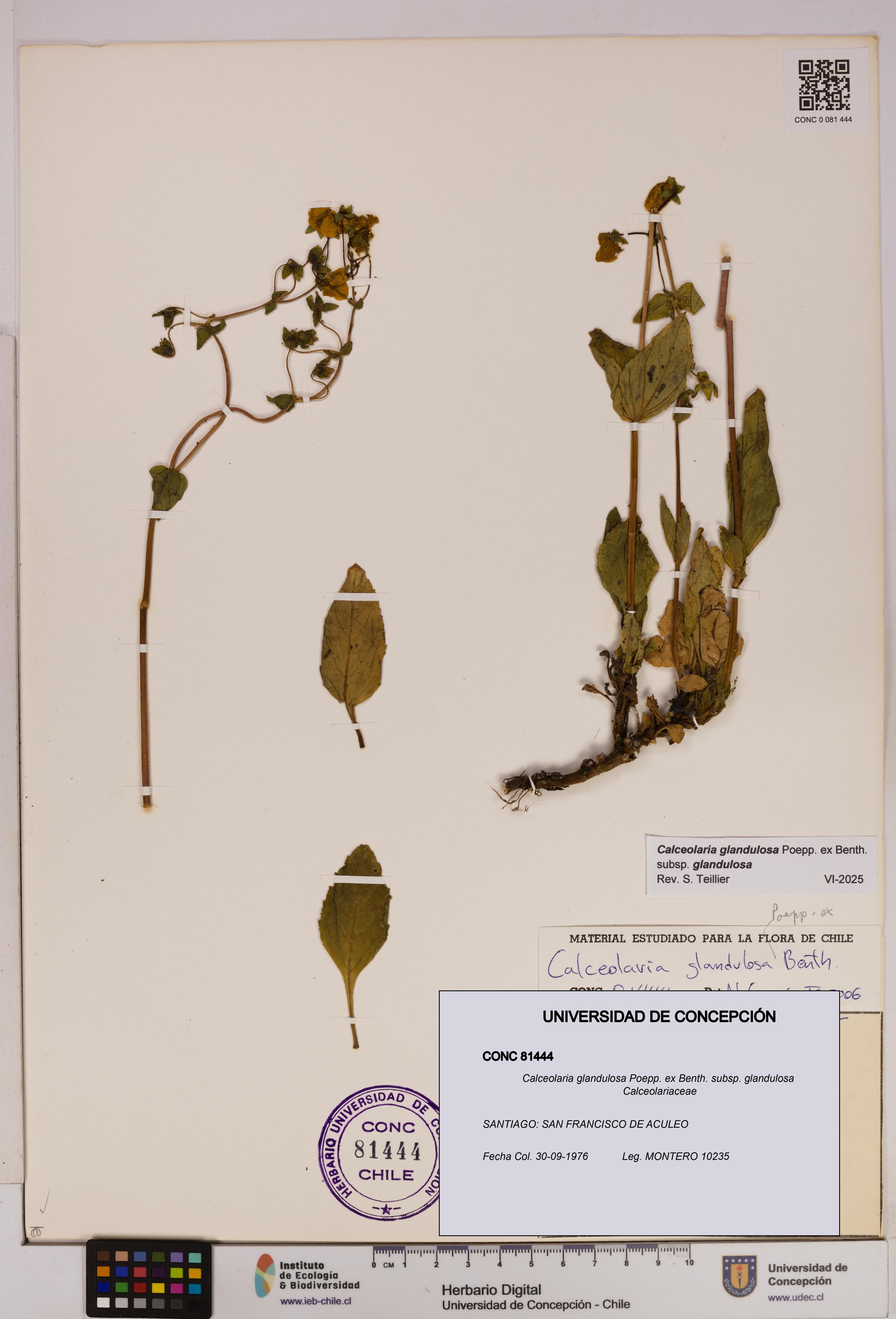 Calceolaria glandulosa [Espécimen: UDEC:CONC:0081444]