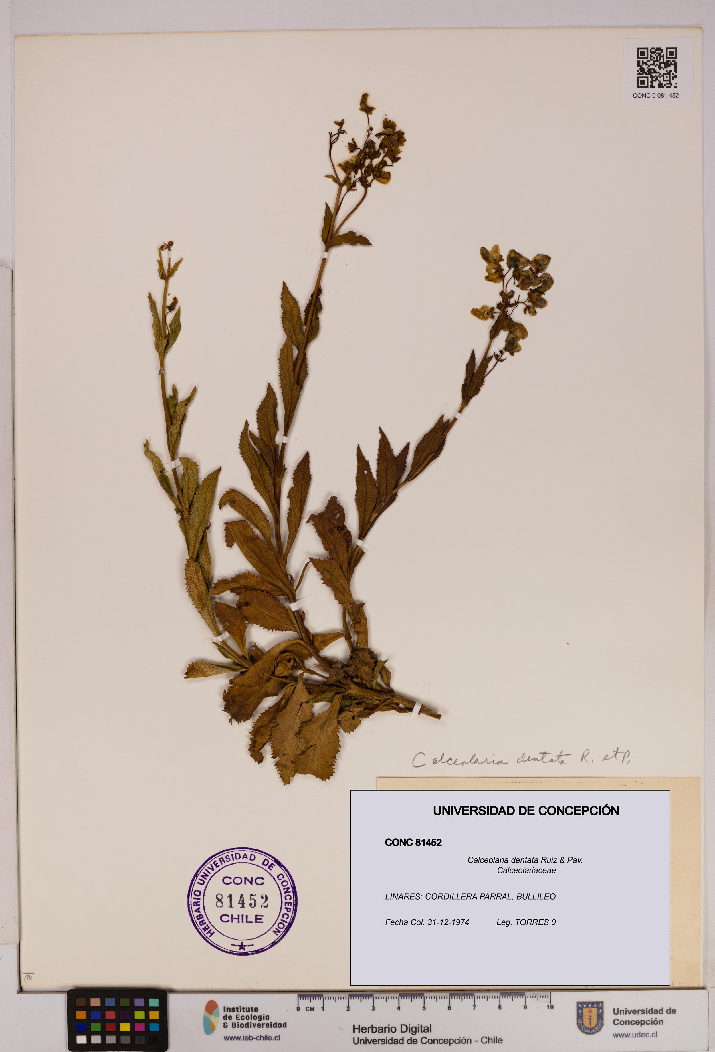 Calceolaria dentata [Espécimen: UDEC:CONC:0081452]