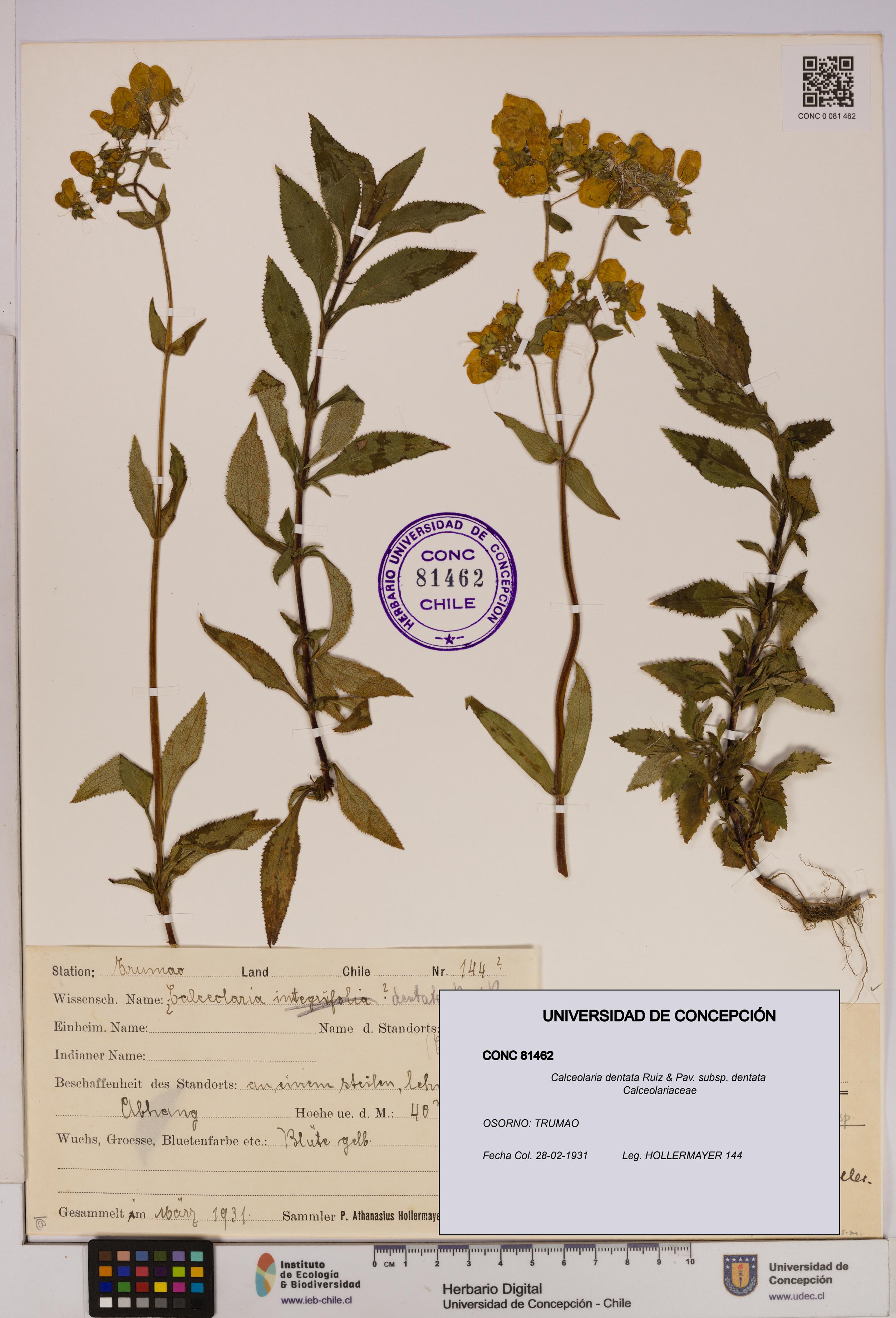 Calceolaria dentata subsp. dentata [Espécimen: UDEC:CONC:0081462]