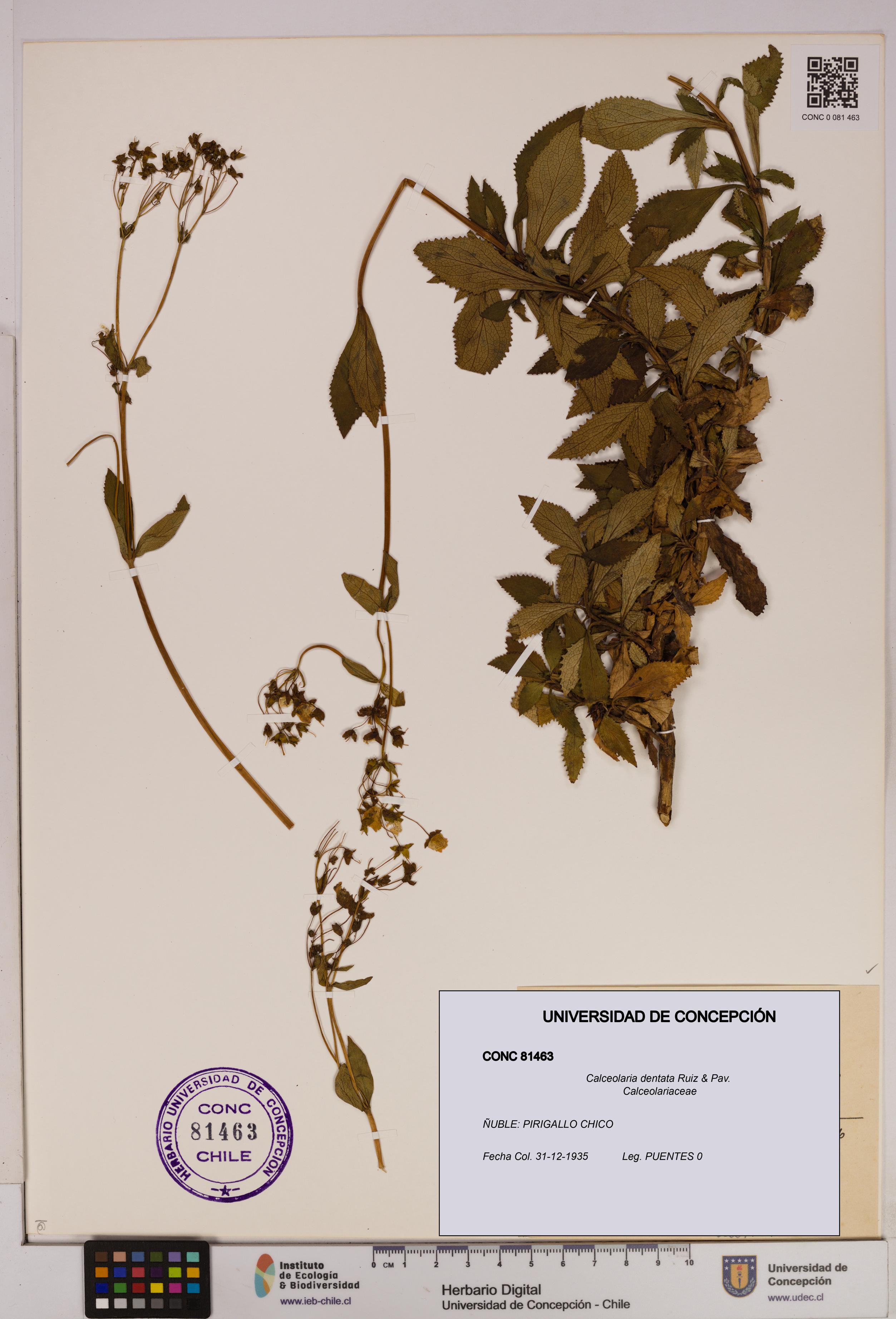 Calceolaria dentata [Espécimen: UDEC:CONC:0081463]