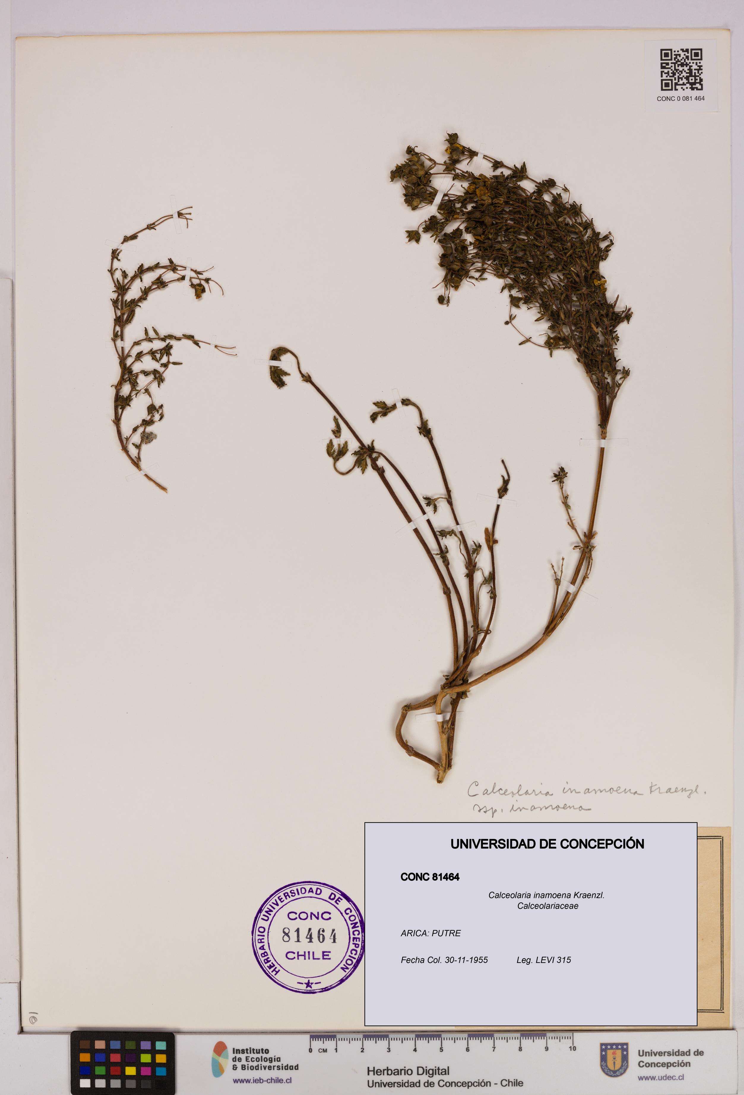 Calceolaria inamoena [Espécimen: UDEC:CONC:0081464]