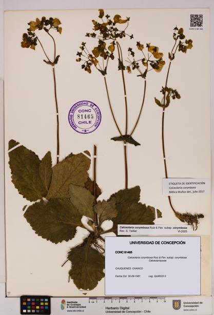 Calceolaria corymbosa [Espécimen: UDEC:CONC:0081465]