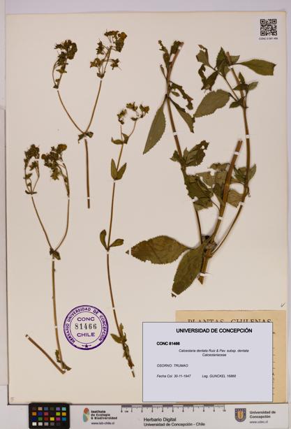 Calceolaria dentata subsp. dentata [Espécimen: UDEC:CONC:0081466]