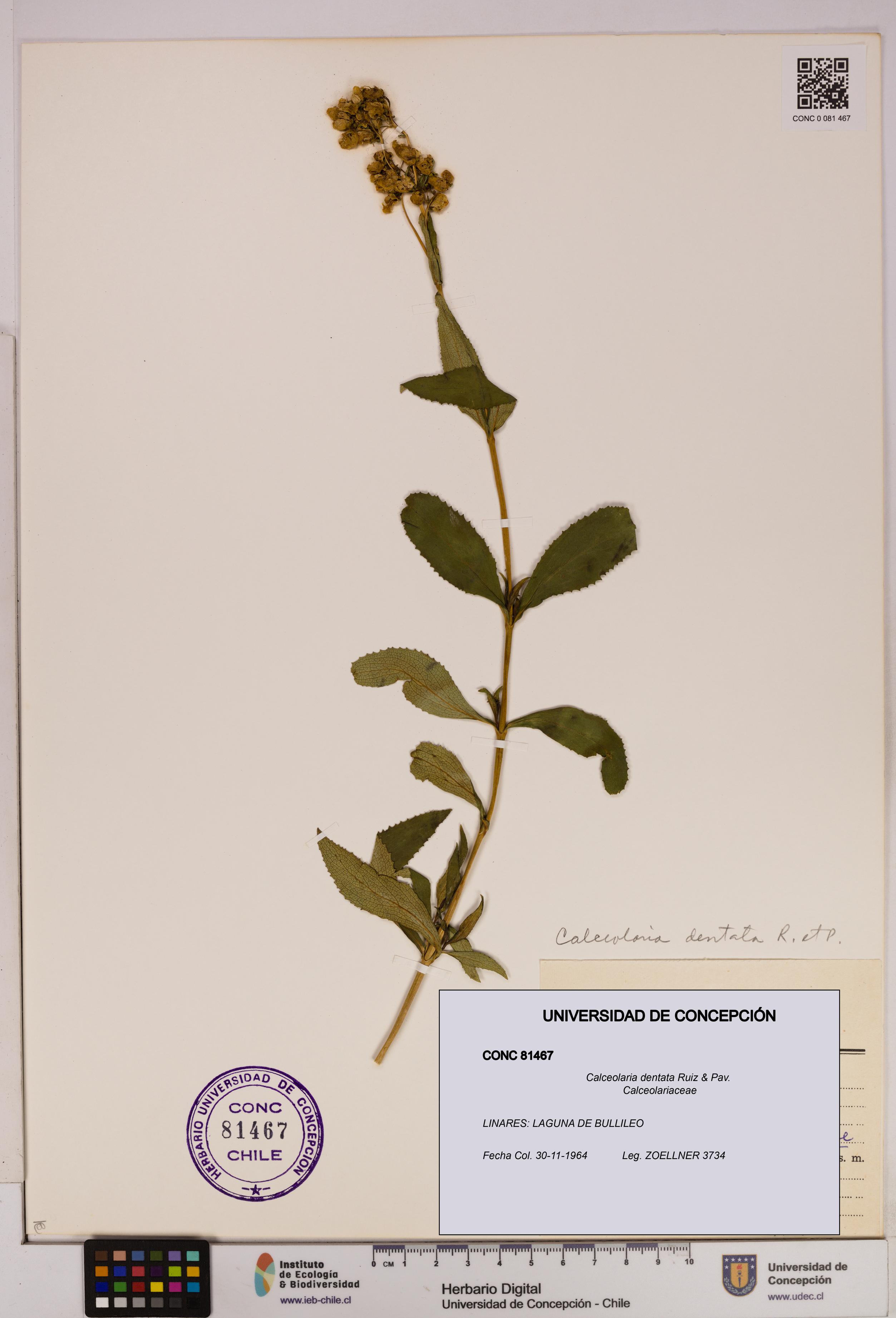 Calceolaria dentata [Espécimen: UDEC:CONC:0081467]
