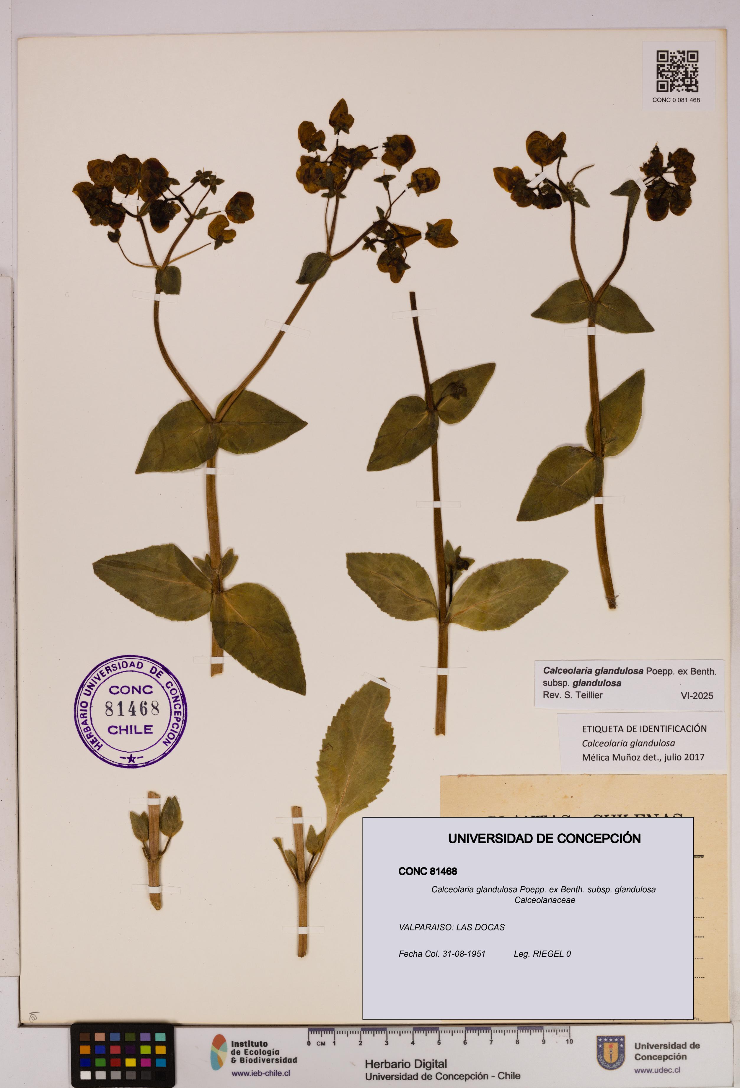 Calceolaria glandulosa [Espécimen: UDEC:CONC:0081468]