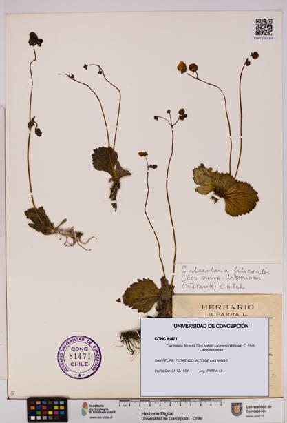 Calceolaria filicaulis [Espécimen: UDEC:CONC:0081471]
