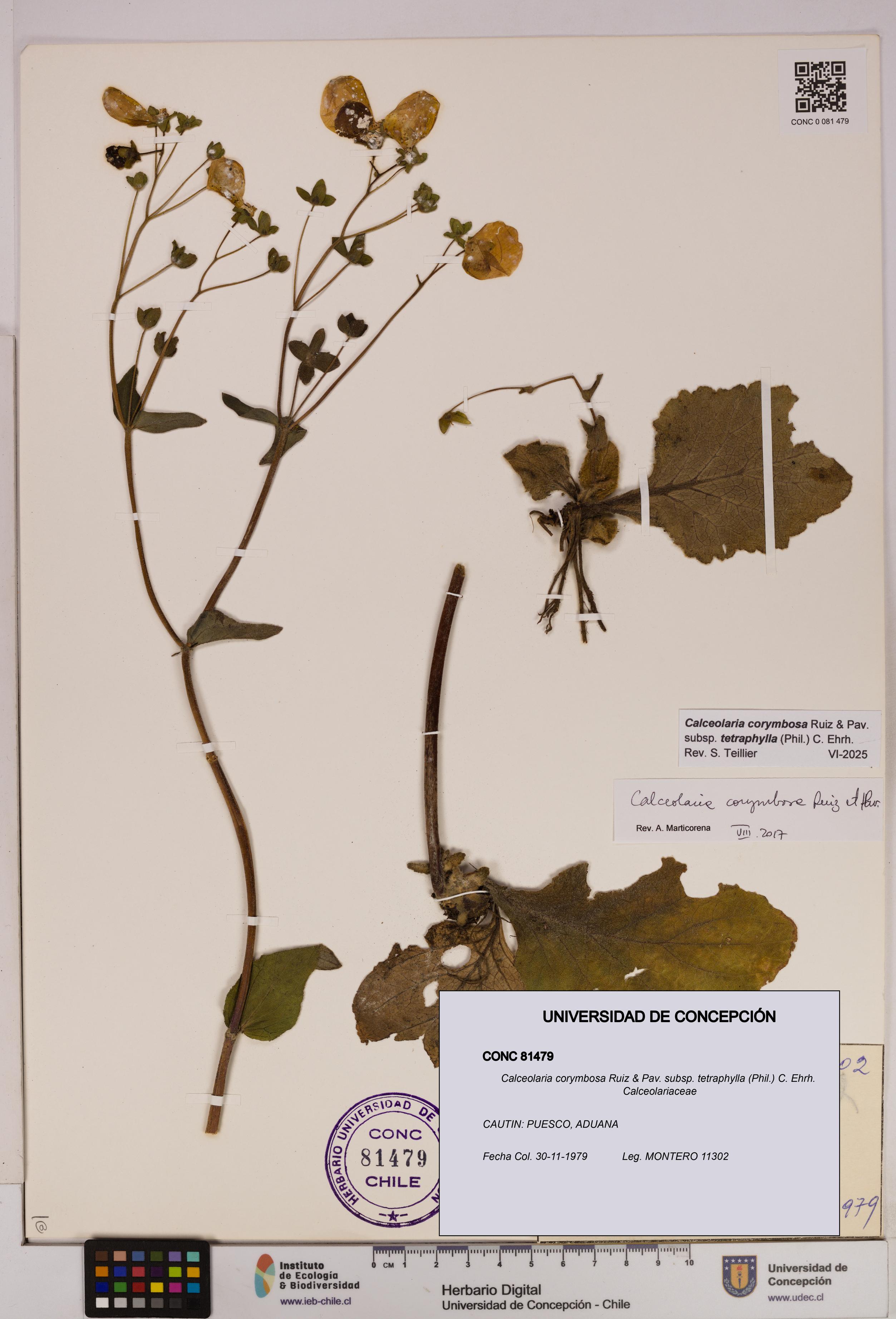 Calceolaria corymbosa [Espécimen: UDEC:CONC:0081479]