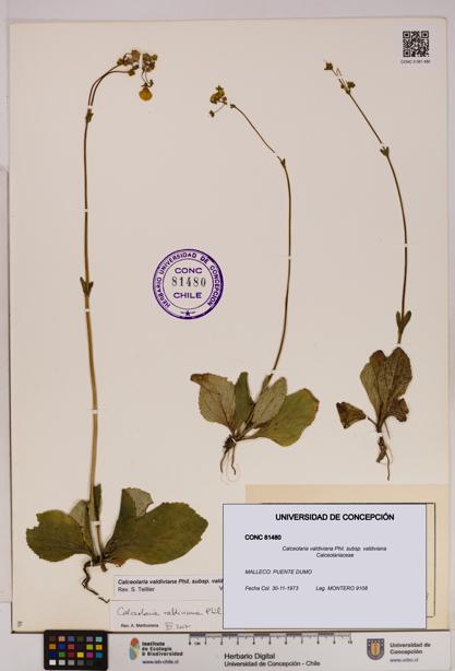 Calceolaria valdiviana subsp. valdiviana [Espécimen: UDEC:CONC:0081480]