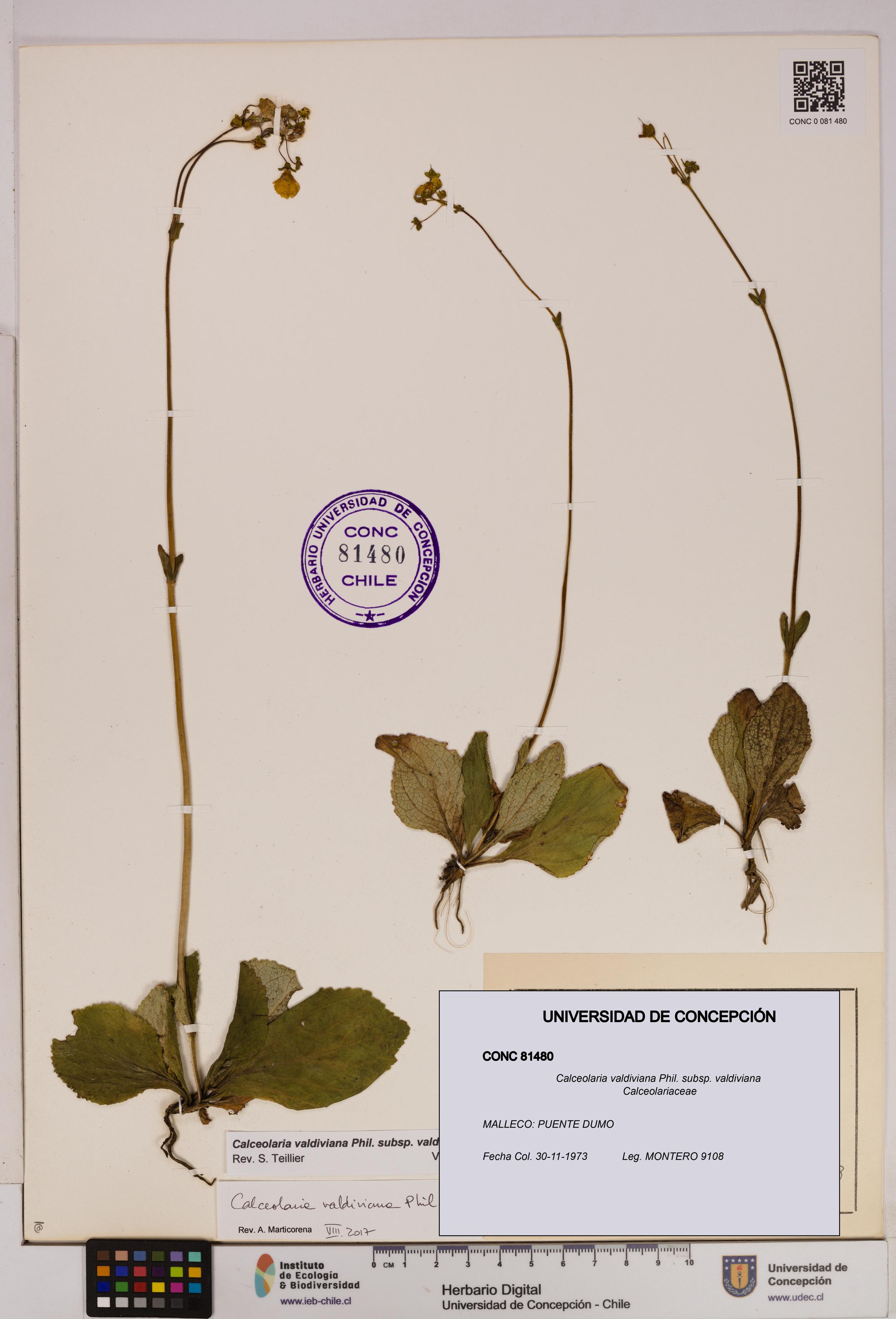 Calceolaria valdiviana subsp. valdiviana [Espécimen: UDEC:CONC:0081480]