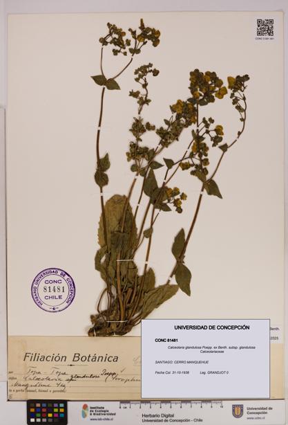 Calceolaria glandulosa [Espécimen: UDEC:CONC:0081481]