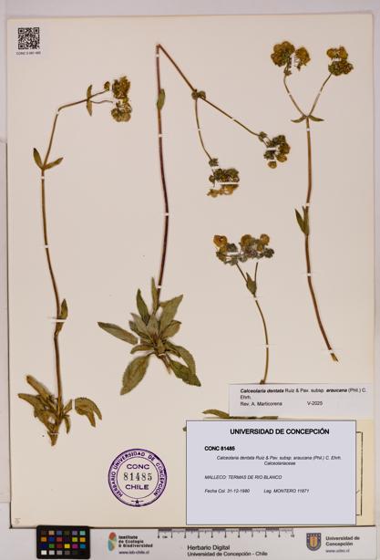 Calceolaria dentata subsp. araucana [Espécimen: UDEC:CONC:0081485]