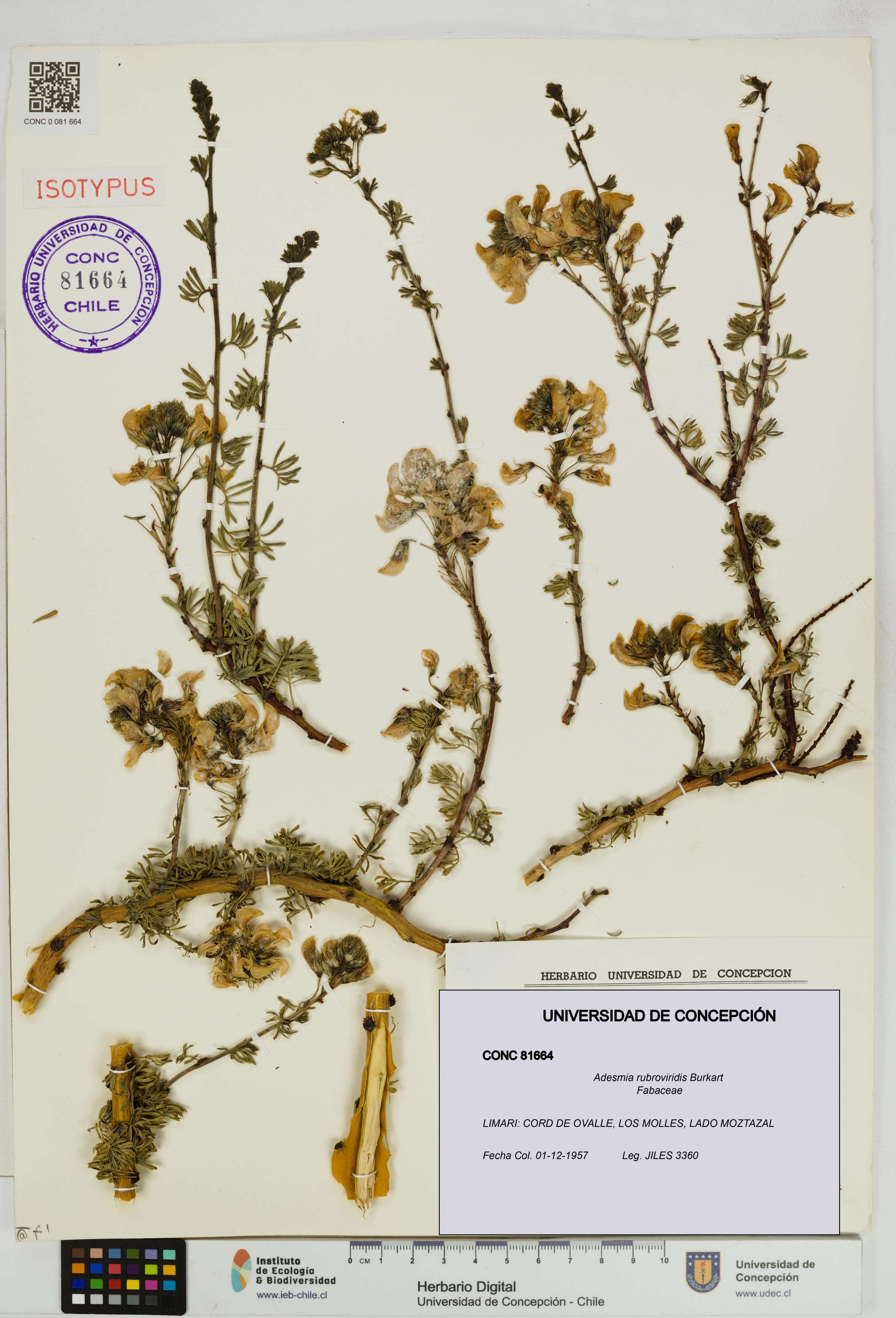 Adesmia rubroviridis [Espécimen: UDEC:CONC:0081664]