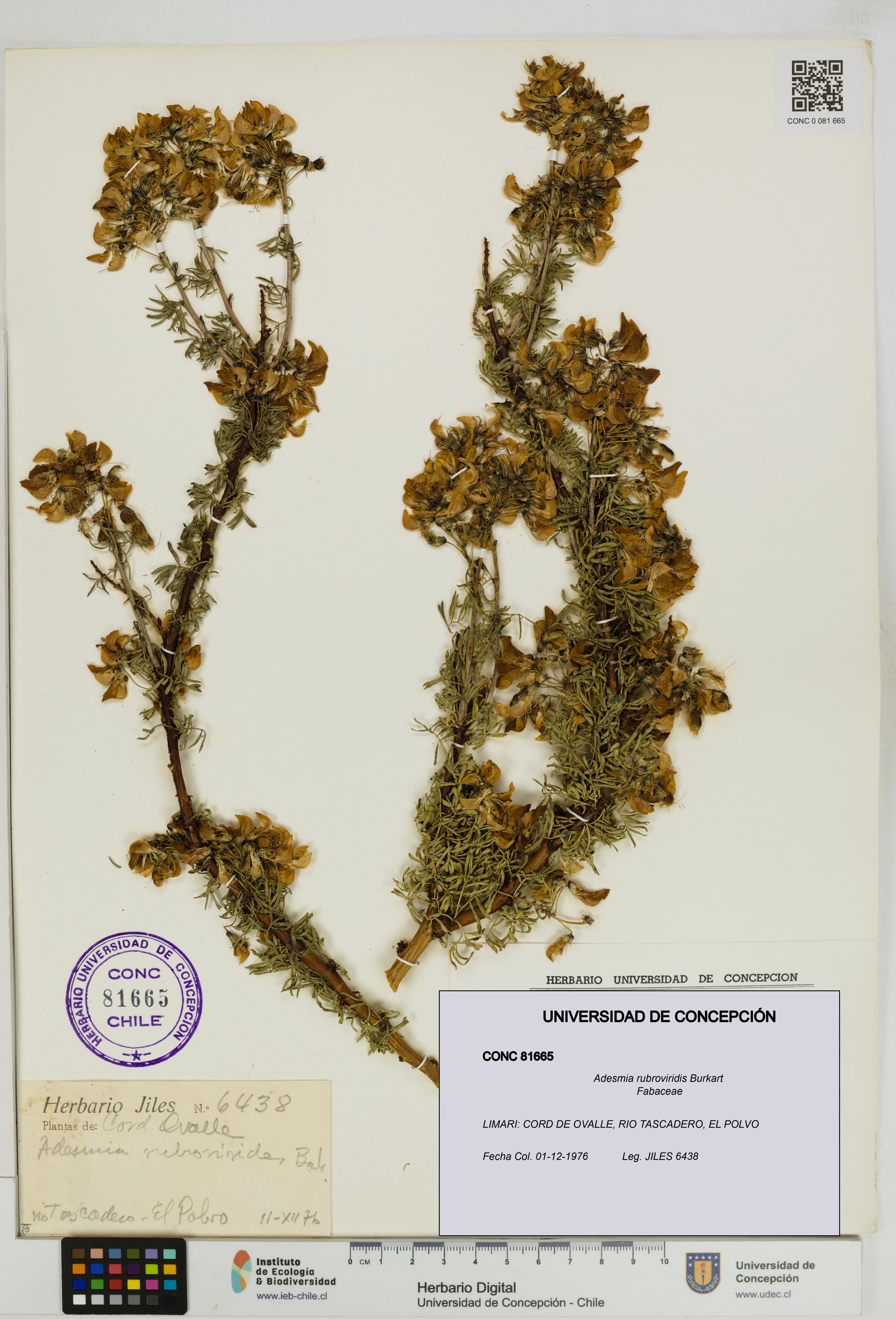 Adesmia rubroviridis [Espécimen: UDEC:CONC:0081665]
