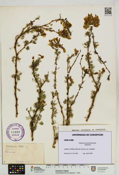 Adesmia rubroviridis [Espécimen: UDEC:CONC:0081666]