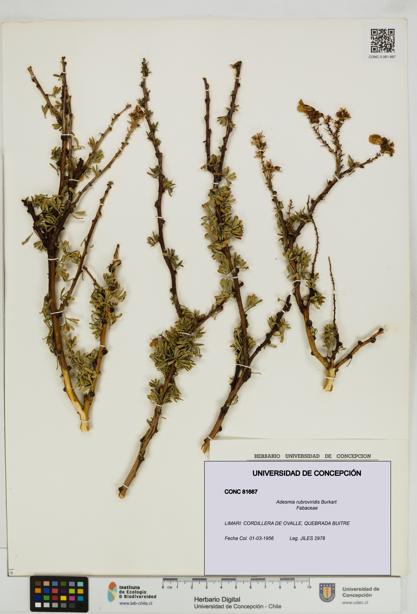 Adesmia rubroviridis [Espécimen: UDEC:CONC:0081667]