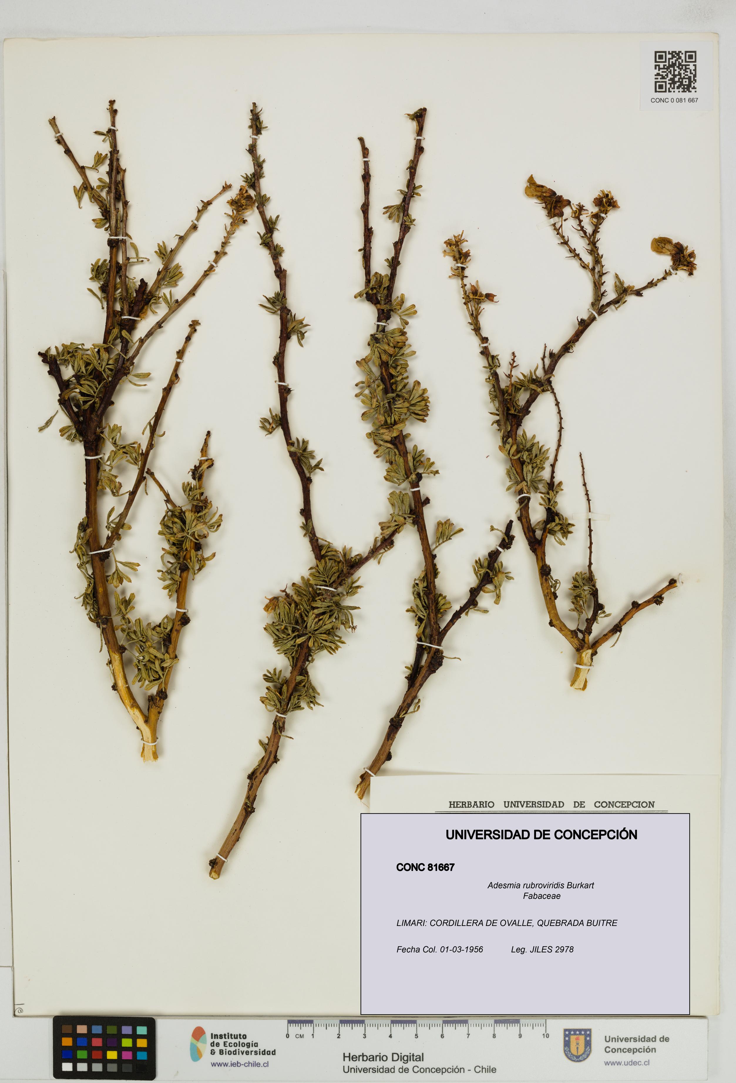 Adesmia rubroviridis [Espécimen: UDEC:CONC:0081667]
