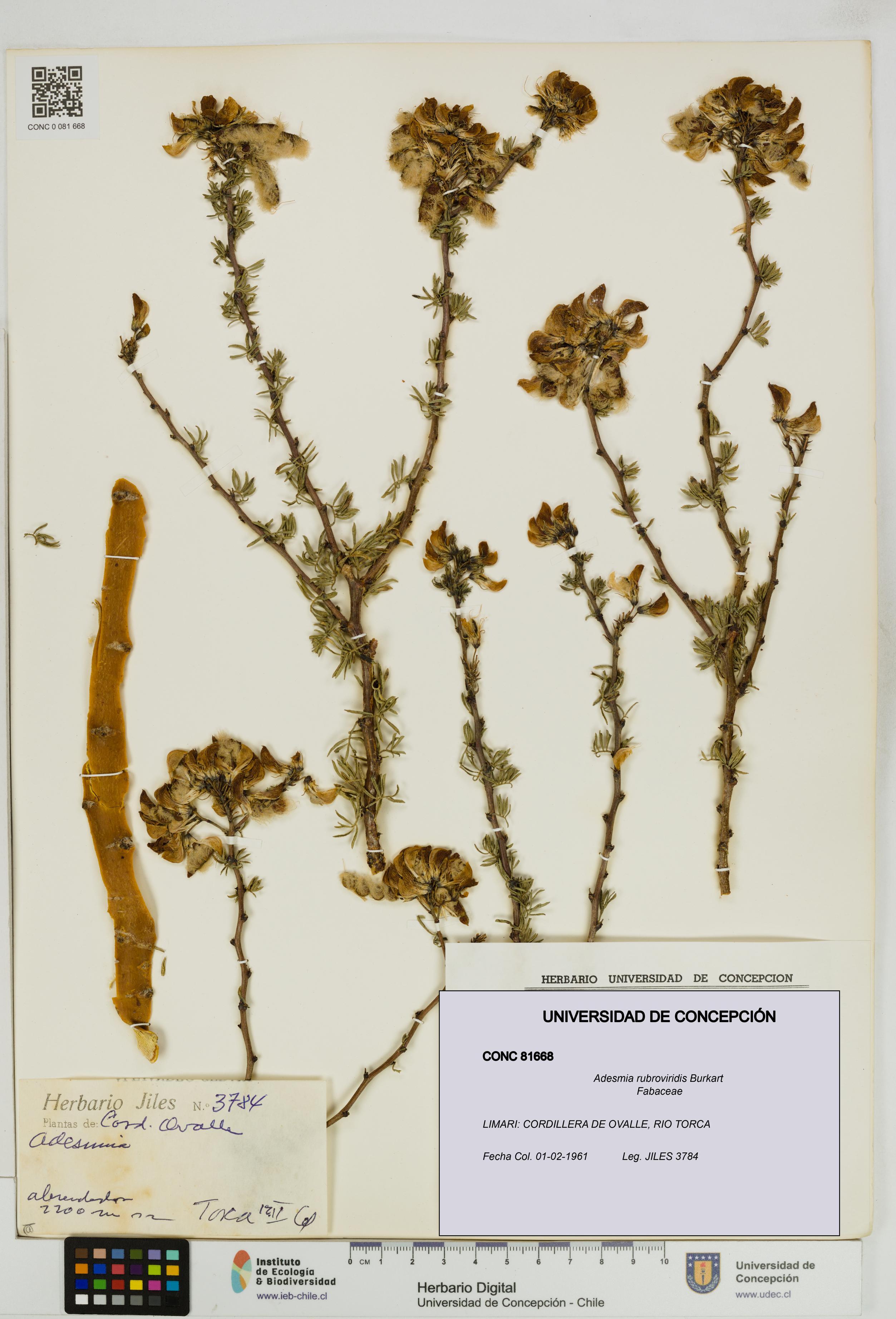 Adesmia rubroviridis [Espécimen: UDEC:CONC:0081668]