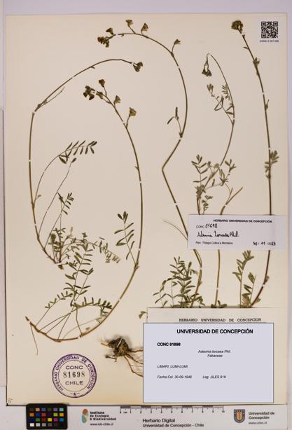 Adesmia torcaea [Espécimen: UDEC:CONC:0081698]